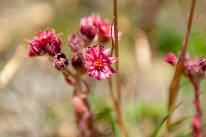 Blüte Dachwurz