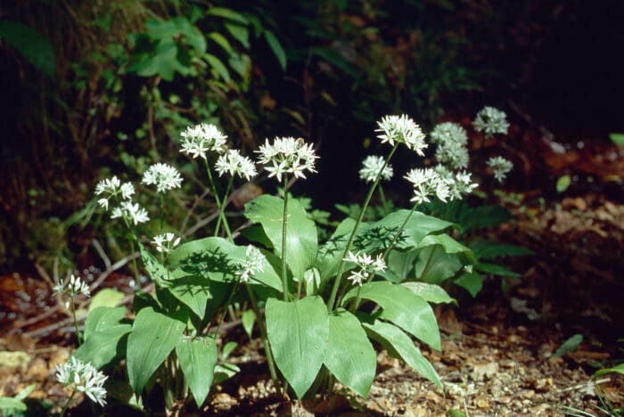 Bärlauch mit Blüte